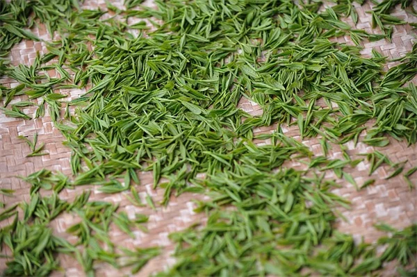 背が高い観葉植物おすすめ6選｜空間を格上げする育て方のコツ