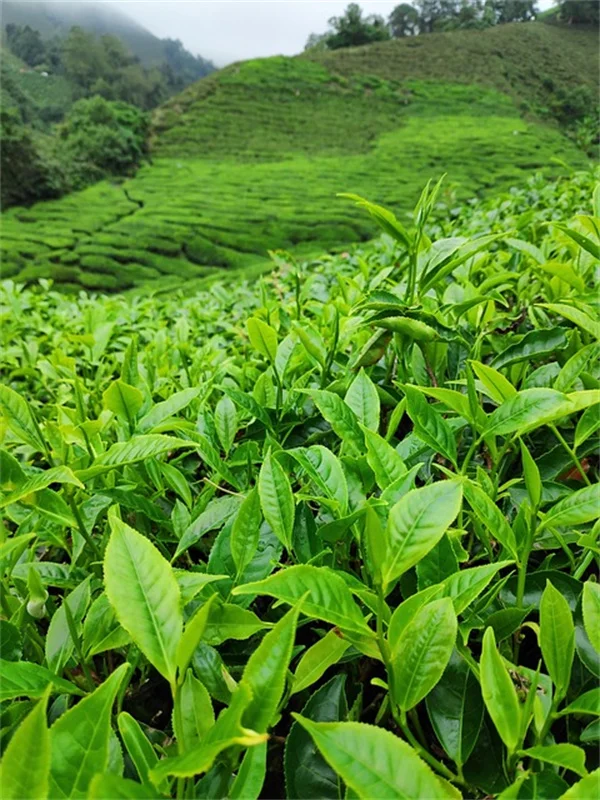 カリフォルニアとネバダの庭害虫、ここが違う！対策も変わる理由