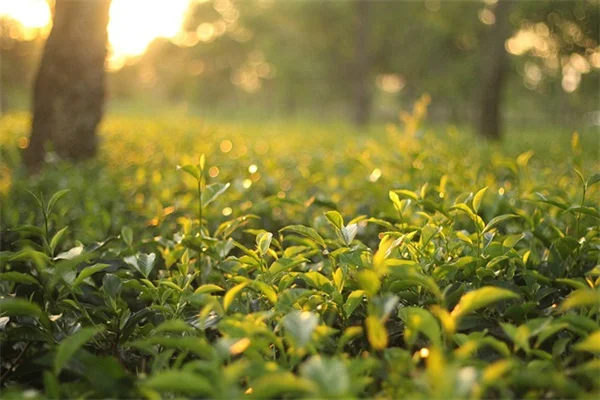 エンジェルバインの鉢植え育て方！初心者でも失敗しない7つのコツ