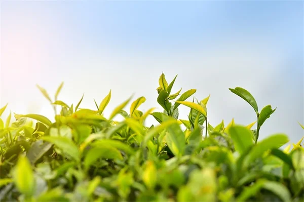 【体験談】DIY水景で庭の温度が2℃下がった！初心者でも15分の簡単設置術