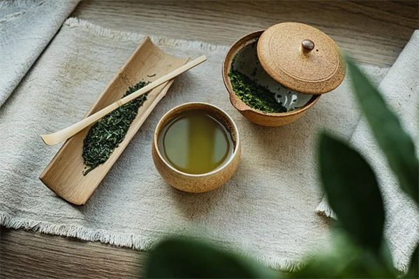 なぜ今、ソテツ？庭師が夢中になる常緑多年草の魅力と育て方