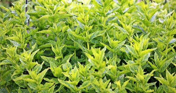 低メンテナンス植物15選！水やりの頻度は？初心者でも失敗しない育て方