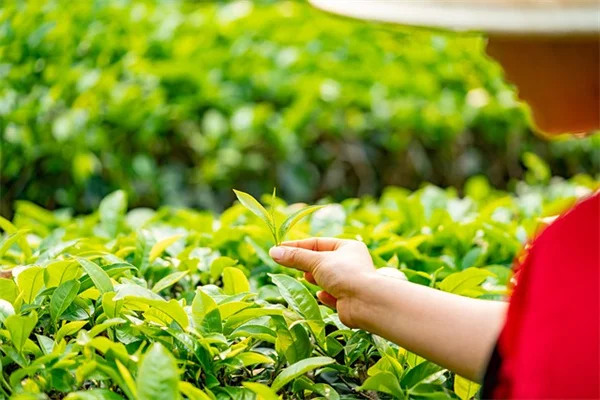 成功率アップ!鞭舌接ぎ法の5ステップとコツ